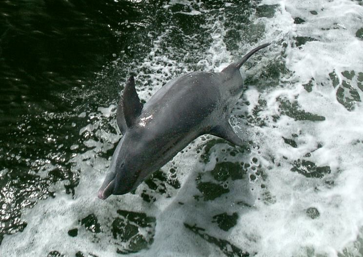 Click to See Next Image